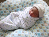 Looking snug as a bug in a rug soon after coming home. (Thumbnail 32.3 k bytes, click through to 365kB file).  Just 4 days old.